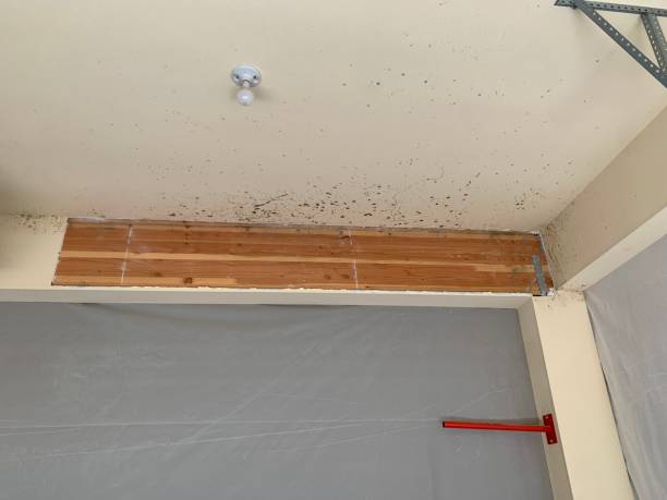 Asbestos and Lead Testing During Mold Inspection in Lawrence, KS